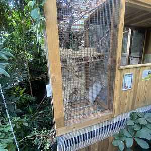 Plantasia - Leopard cat exhibit 050923