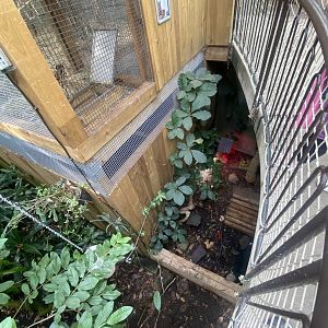 Plantasia - Red-footed tortoise exhibit 050923