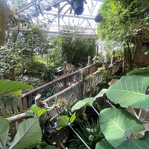 Plantasia - Rainforest area 050923