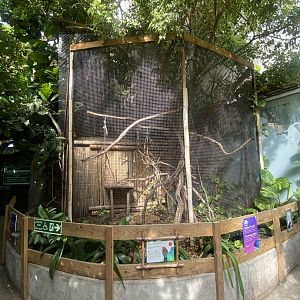 Plantasia - Green-winged macaw exhibit 050923