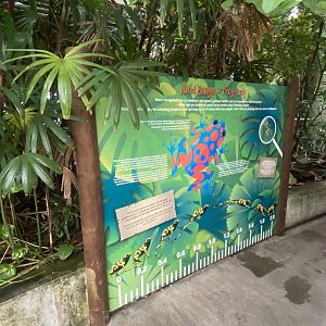 Plantasia - Frog Leap Activity 050923