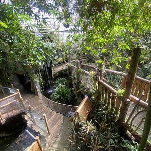 Plantasia - View down towards Spectacled caiman exhibit 050923