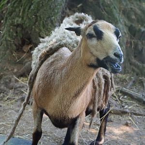 Cameroon sheep (Ovis aries), 2023-05-31