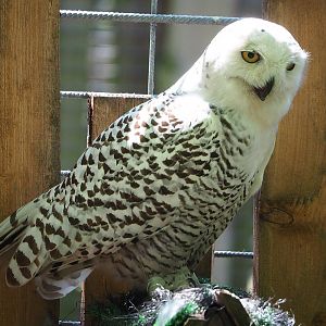 Snowy owl (Bubo scandiacus), 2023-05-31