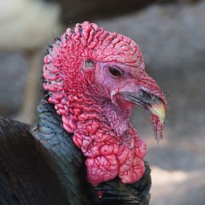 Domestic turkey (Meleagris gallopavo domesticus), 2023-05-31