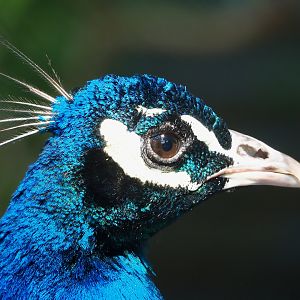 Blue peafowl (Pavo cristatus), 2023-05-31