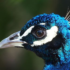 Blue peafowl (Pavo cristatus), 2023-05-31
