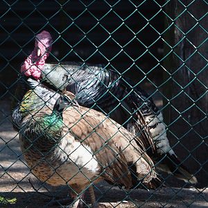 Domestic turkey (Meleagris gallopavo domesticus) and Blue peafowl hen (Pavo cristatus), 2023-05-31