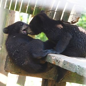 American black bear cubs (Ursus americanus), 2023-05-31