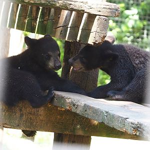 American black bear cubs (Ursus americanus), 2023-05-31