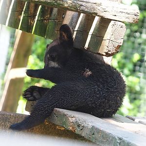 American black bear cub (Ursus americanus), 2023-05-31