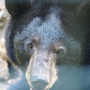 American black bear (Ursus americanus), 2023-05-31