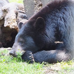 American black bear (Ursus americanus), 2023-05-31