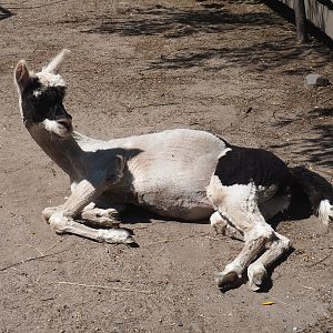 Alpaca (Vicugna pacos), 2023-05-31