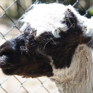 Alpaca (Vicugna pacos), 2023-05-31