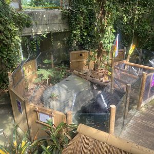 Plantasia - Spectacled caiman exhibit 050923