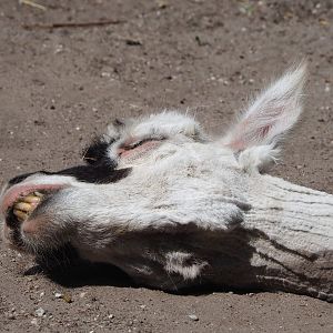 Alpaca (Vicugna pacos), 2023-05-31