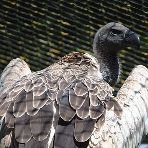 African white-backed vulture (Gyps africanus), 2023-05-31