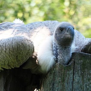 African white-backed vulture (Gyps africanus), 2023-05-31