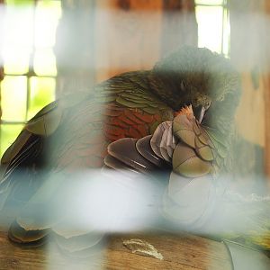 Kea (Nestor notabilis), 2023-05-31