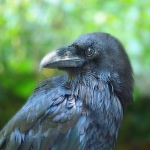 Common raven (Corvus corax corax), 2023-05-31