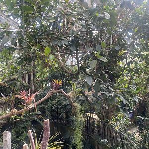 Plantasia - Rainforest area 050923