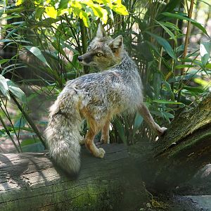 Corsac fox (Vulpes corsac), 2023-05-31