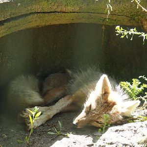 Corsac fox (Vulpes corsac), 2023-05-31