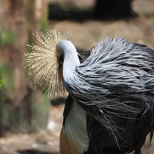 Preening Eastern grey crowned crane (Balearica regulorum gibbericeps), 2023-05-31