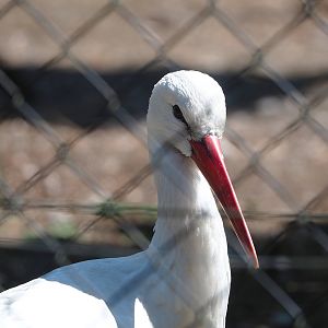 European white stork (Ciconia ciconia), 2023-05-31