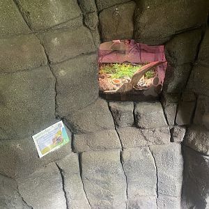 Plantasia - Giant flower beetle exhibit 050923