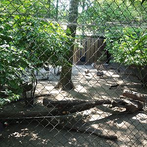 Domestic helmeted guineafowl aviary, 2023-05-31