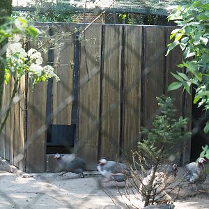 Domestic helmeted guineafowl coop, 2023-05-31