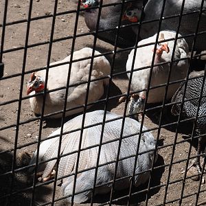 Domestic helmeted guineafowl (Numida meleagris), 2023-05-31