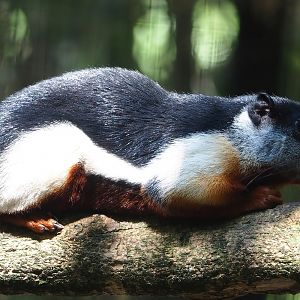 Malacca Prevost's squirrel (Callosciurus prevostii prevostii), 2023-05-31