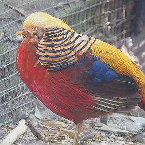 Golden pheasant (Chrysolophus pictus), 2023-05-31