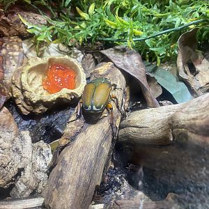 Plantasia - Giant flower beetle 050923