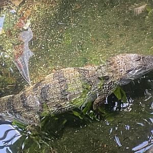 Plantasia - Spectacled caiman 050923