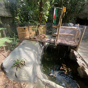 Plantasia - Spectacled caiman exhibit 050923