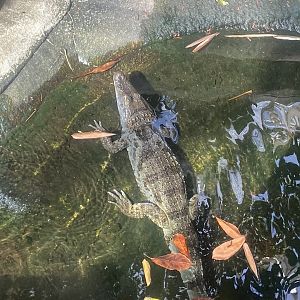 Plantasia - Spectacled caiman 050923