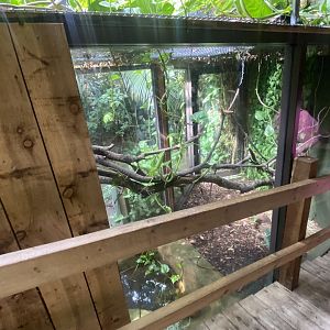 Plantasia - Burmese python exhibit 050923