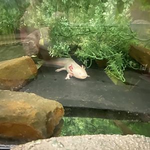 Plantasia - Axolotl 050923