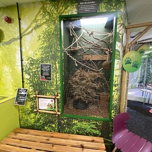 Plantasia - Siberian chipmunk exhibit 050923