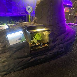 Plantasia - Asian forest scorpion exhibit 050923