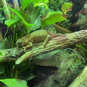 Plantasia - Sambava Panther chameleon 050923