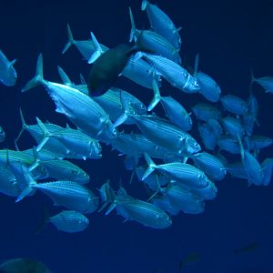 Indian mackerel (Rastrelliger kanagurta)