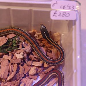 Redstripe Ribbon Snake