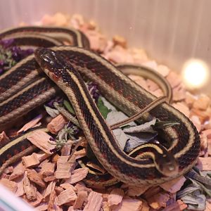 Valley Garter Snake