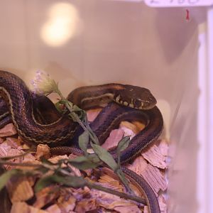 Atotonilco Gater Snake