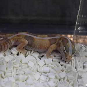 African fat-tailed Gecko